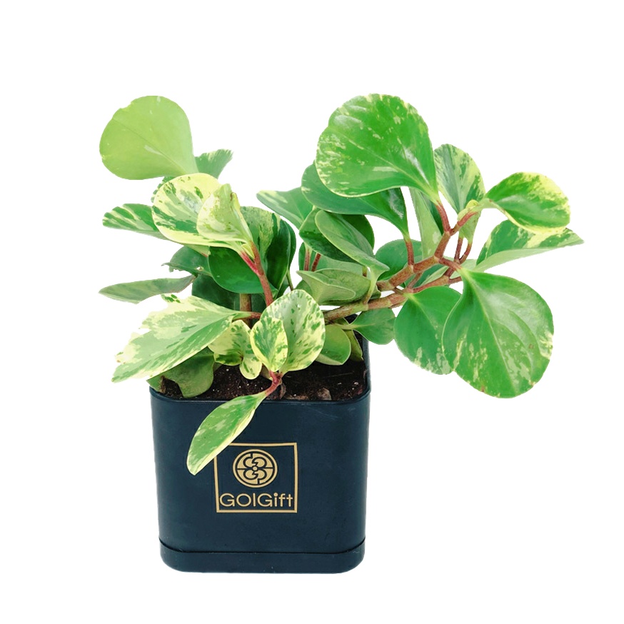 گیاه طبیعی قاشقی ابلق گل گیفت کد GP015