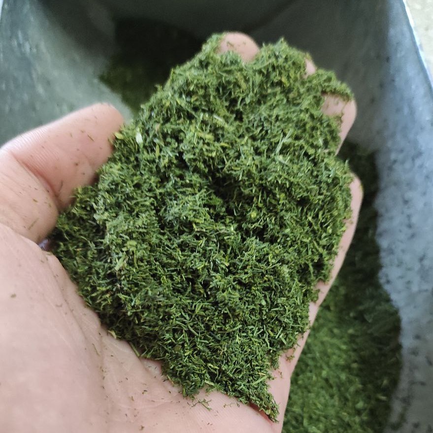 شوید خشک اعلا با طمع وعطری عالی