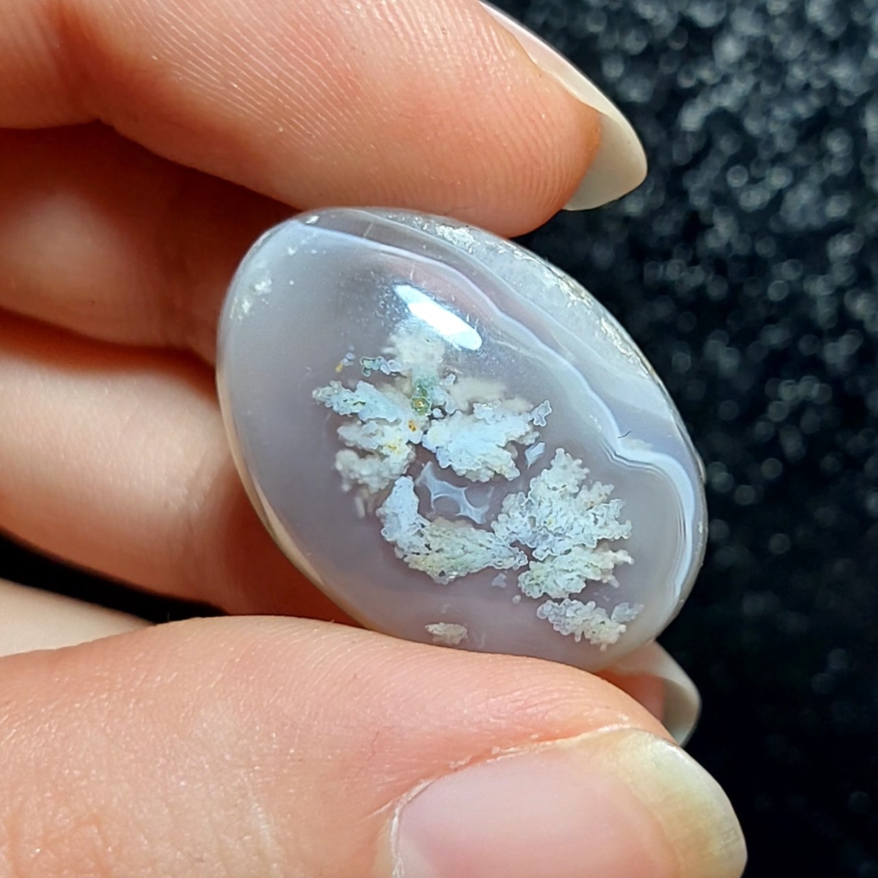 نگین شجر شکوفه بسیار زیبا با شجر های واضح کدM83