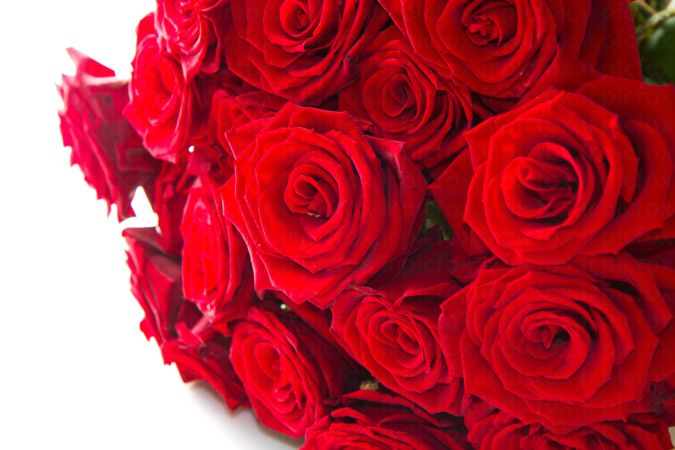 خرید و دانلود عکس Flower-Part-3 کد 17806 | پیک فاکس | Pic Fox