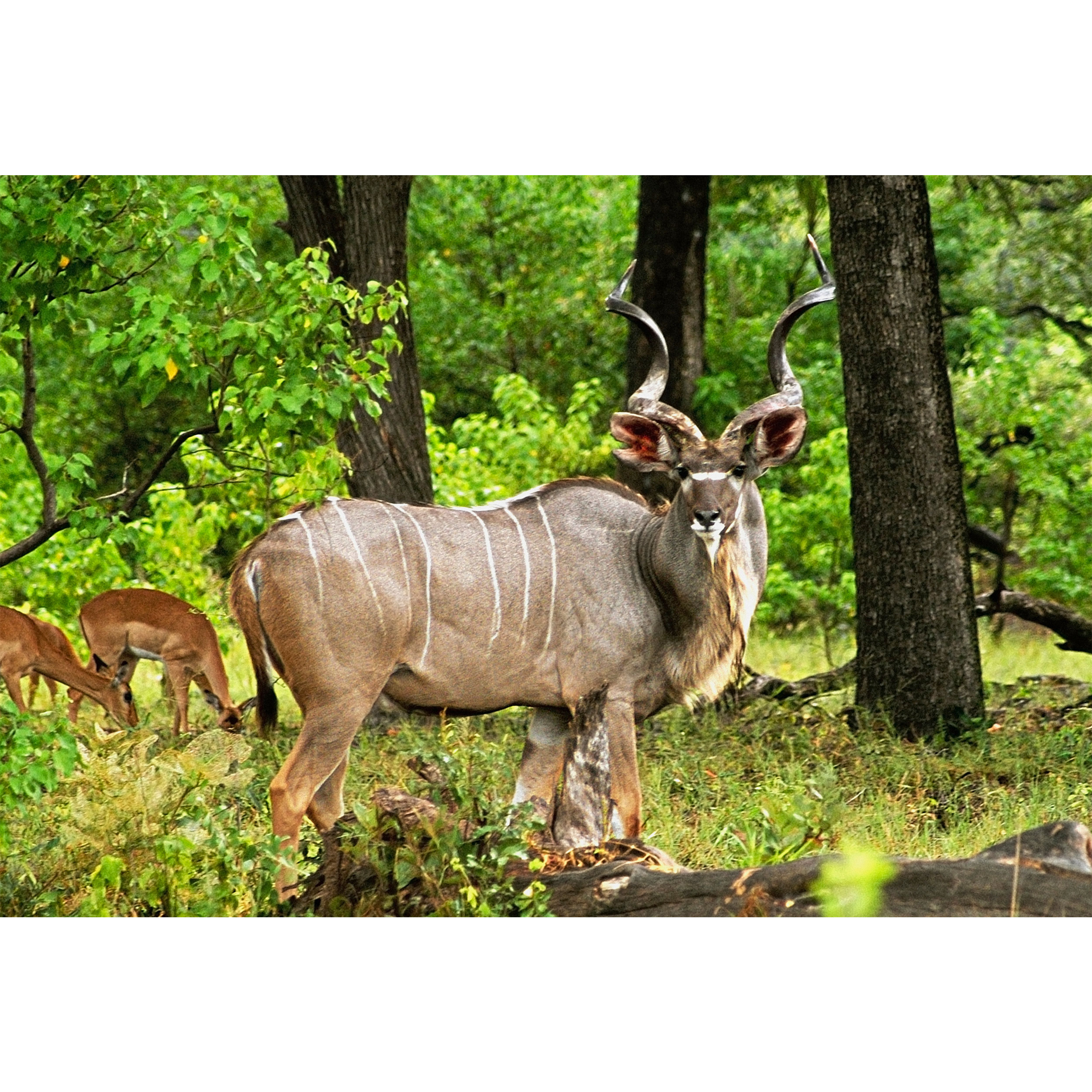 تابلو شاسی طرح جنگل و آهو مدل T1960