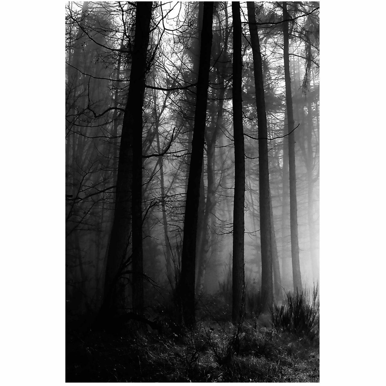 تابلو شاسی مدل جنگل زمستانی مه آلود B73