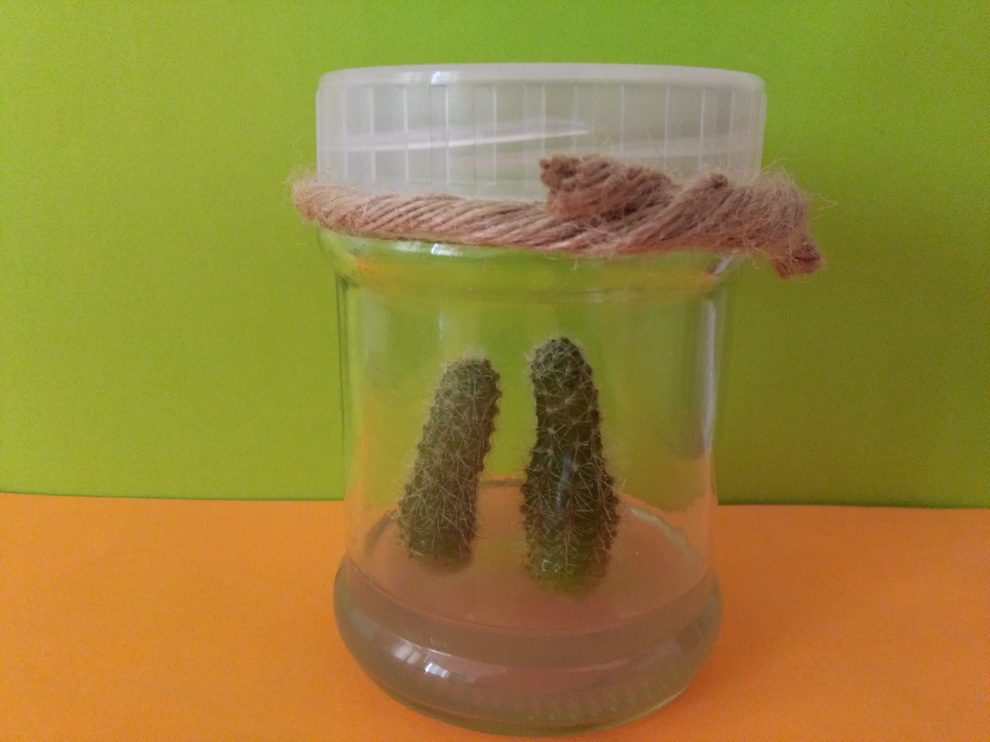 آموزش مرحله به مرحله تولید کاکتوس درون شیشه