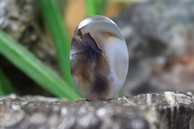 عقیق شجر برزیل