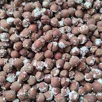 فندق برشته نمکی اشکورات گیلان