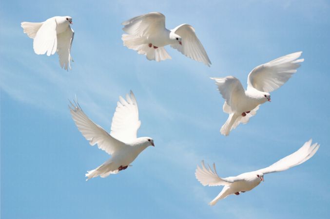 خرید و دانلود عکس Animals-Part-4 - کیفیت بالا | پیک فاکس | Pic Fox