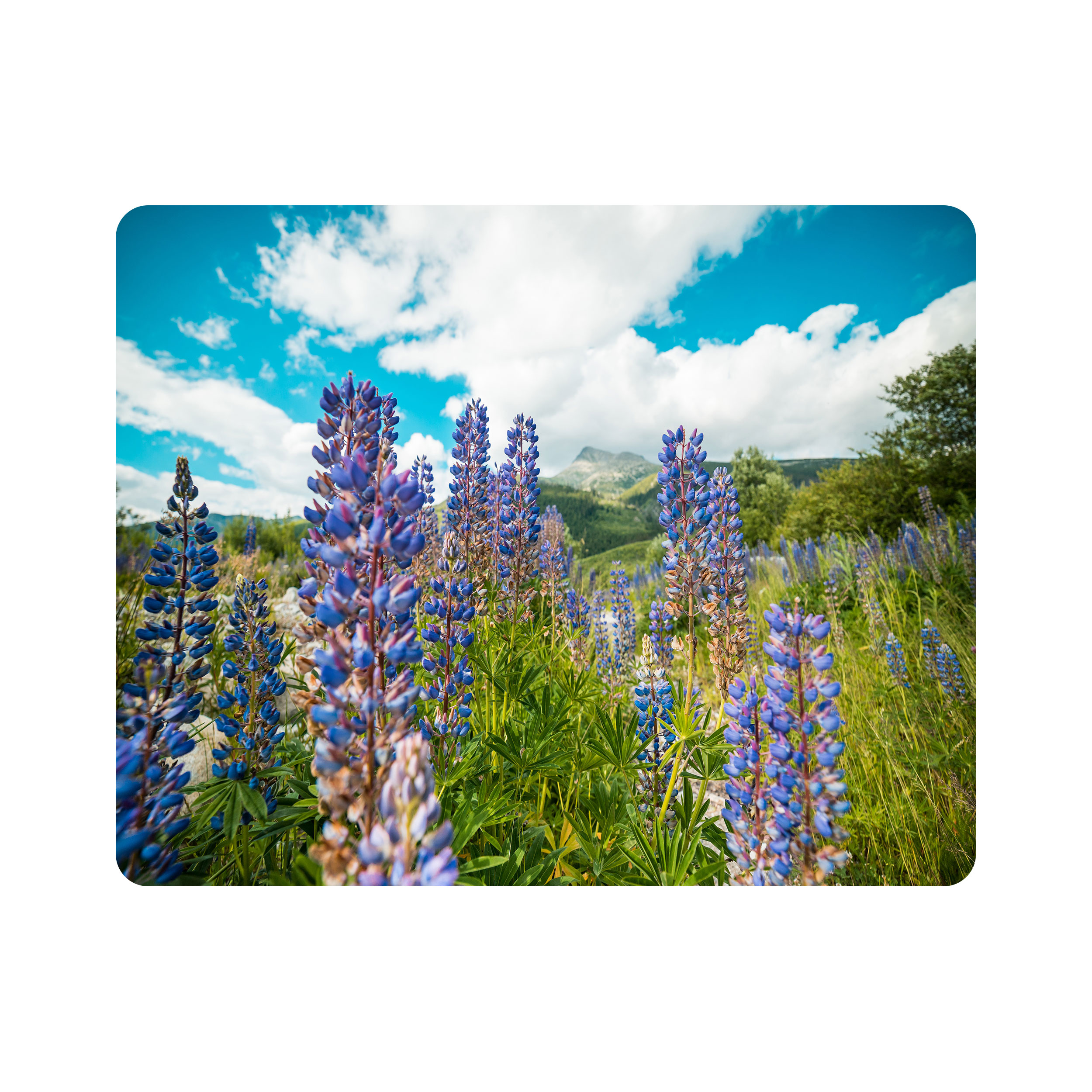 ماوس پد اطلس آبی طرح دشت گل طاووسی  مدل T1815