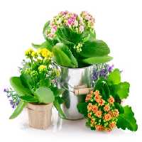 خرید و دانلود عکس Flower-Part-9 کد 18416 | پیک فاکس | Pic Fox