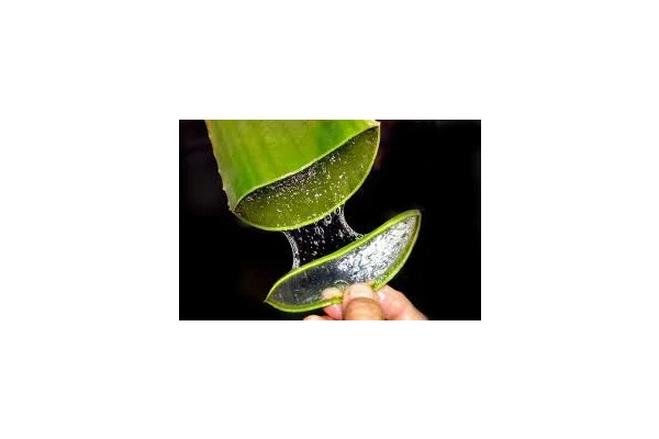 تولید و فرآوری آلوئه ورا - کتابخانه مجازی واتیکان