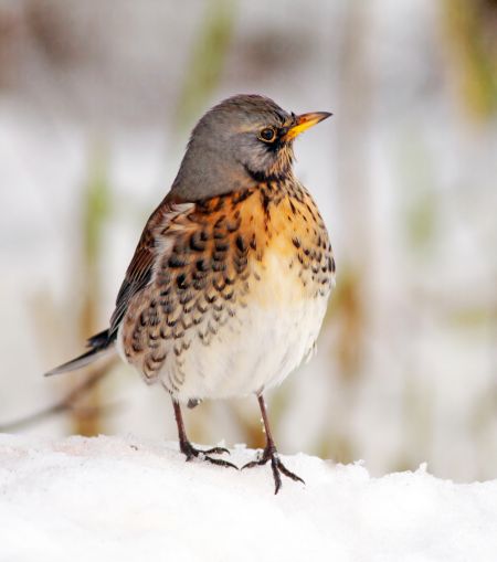 خرید و دانلود عکس Animals-Part-3 - کیفیت بالا | پیک فاکس | Pic Fox