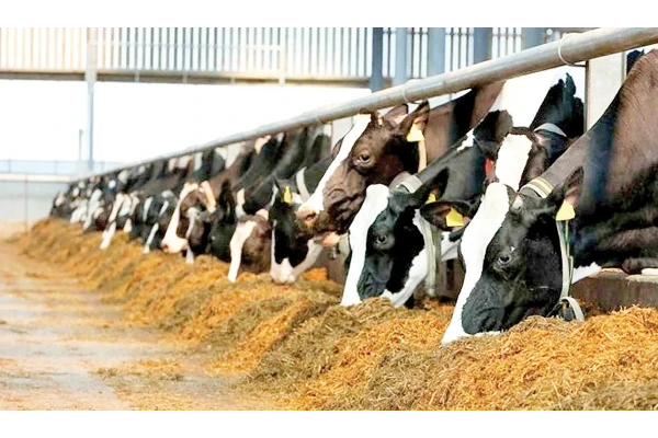 نمونه سوالات لنگش در دام های بزرگ - 54 صفحه - کتابخانه مجازی واتیکان