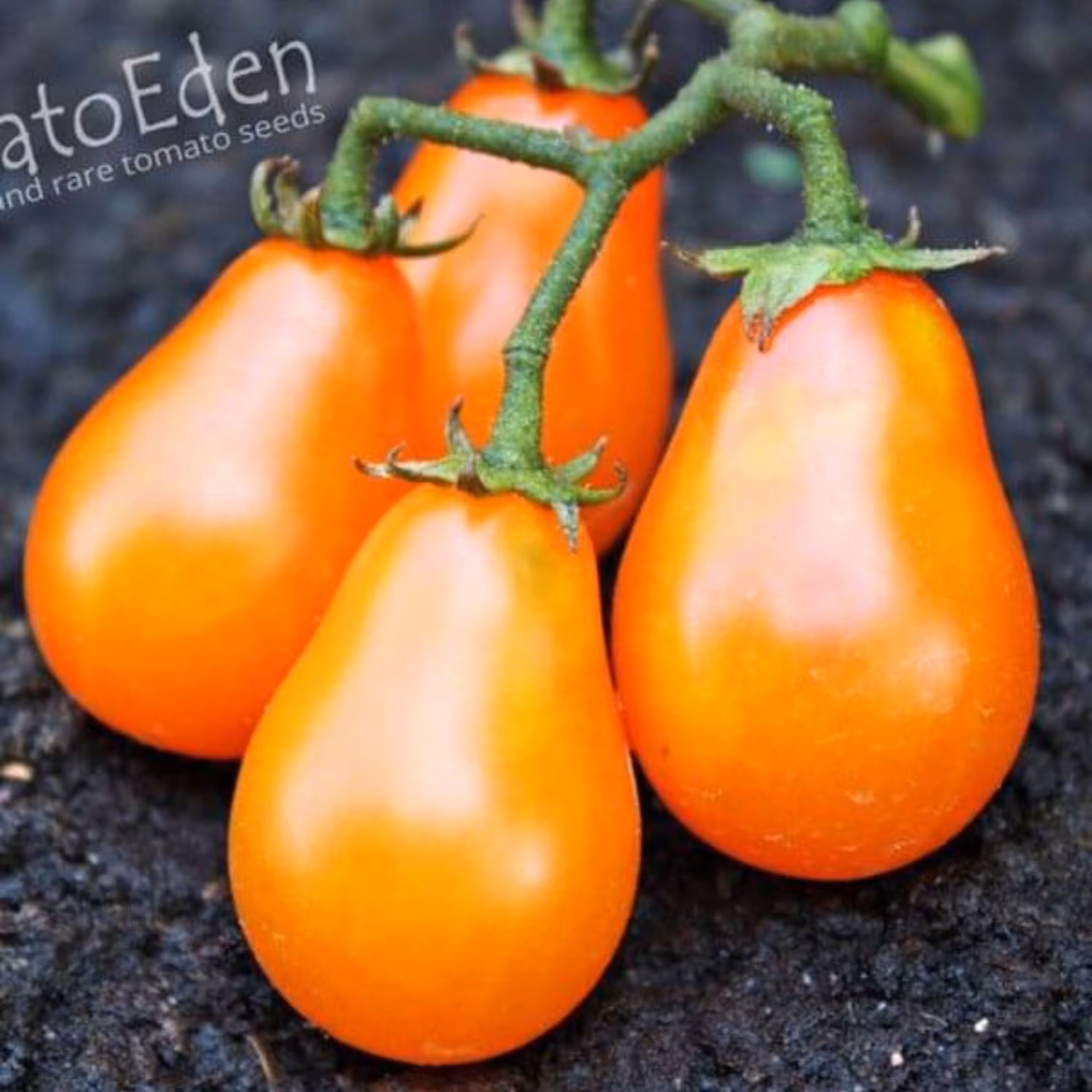 بذر گوجه فرنگی گلابی نارنجی خوشه ای بسته 20 عددی
