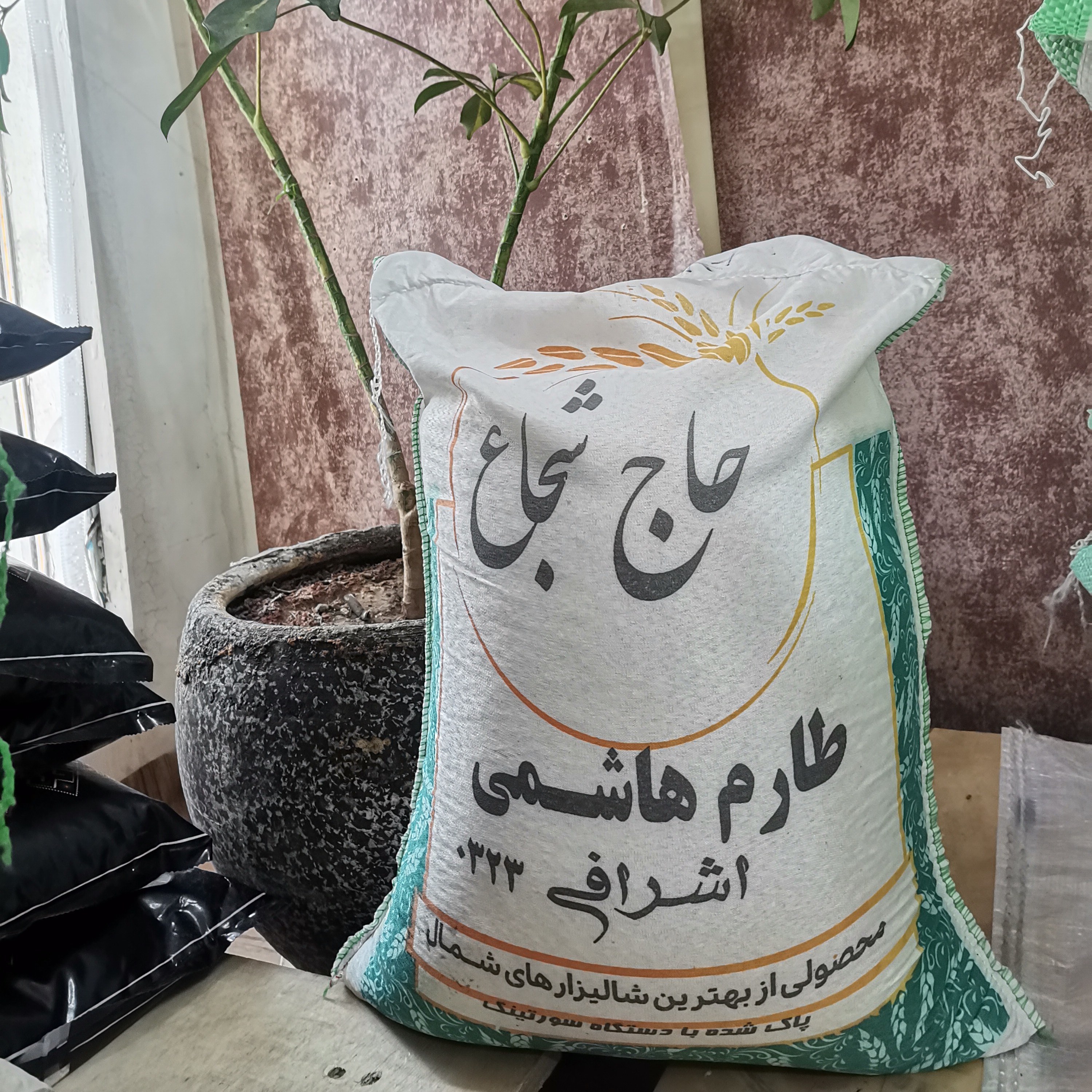 برنج طارم هاشمی اصل گیلان