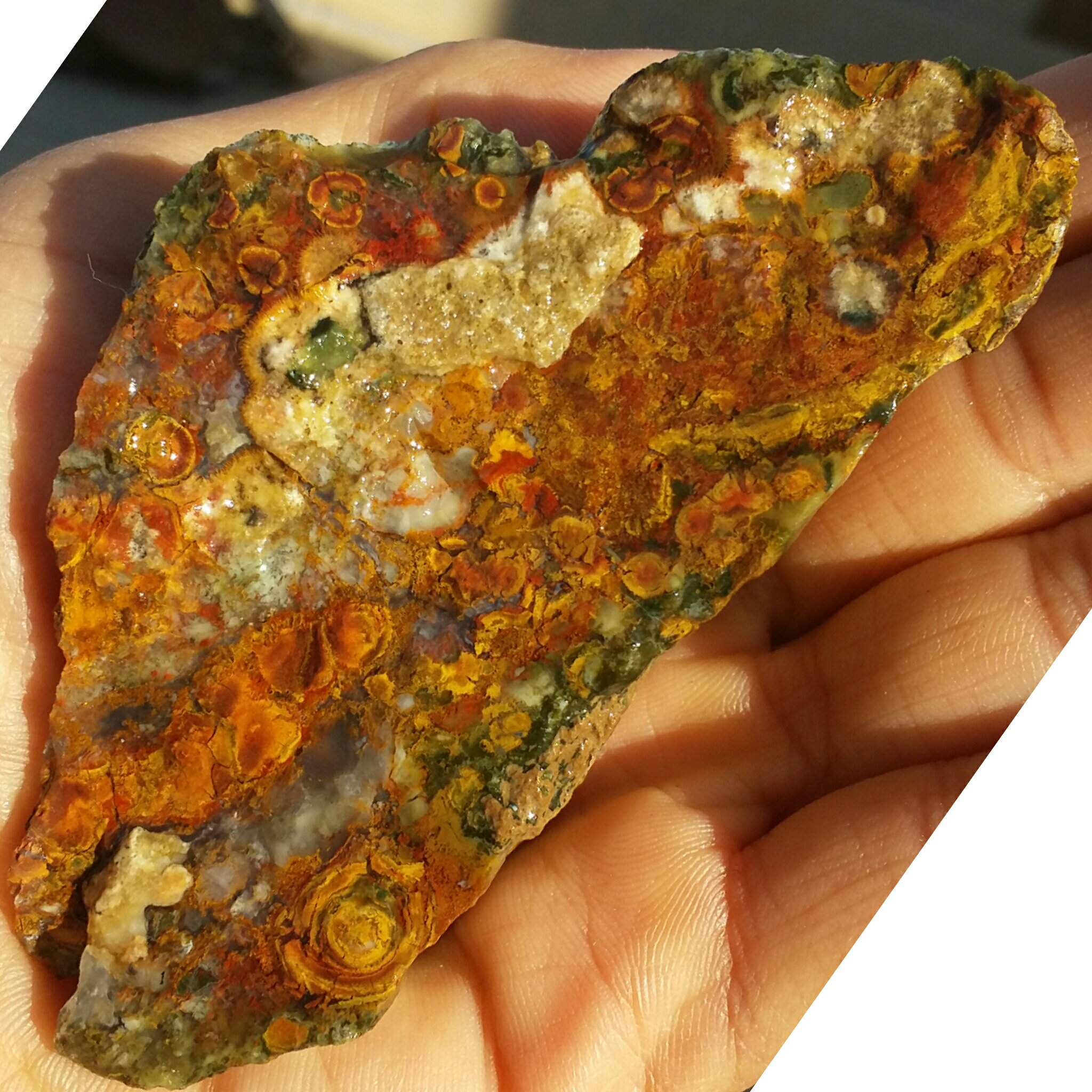 سنگ راف جاسپر اقیانوسی(باباقوری دار) بسیار زیبا
کاملا طبیعی
شاااهکار خلقت بینظیر