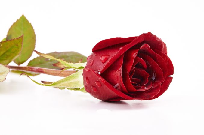 خرید و دانلود عکس Rose کد 42355 | پیک فاکس | Pic Fox