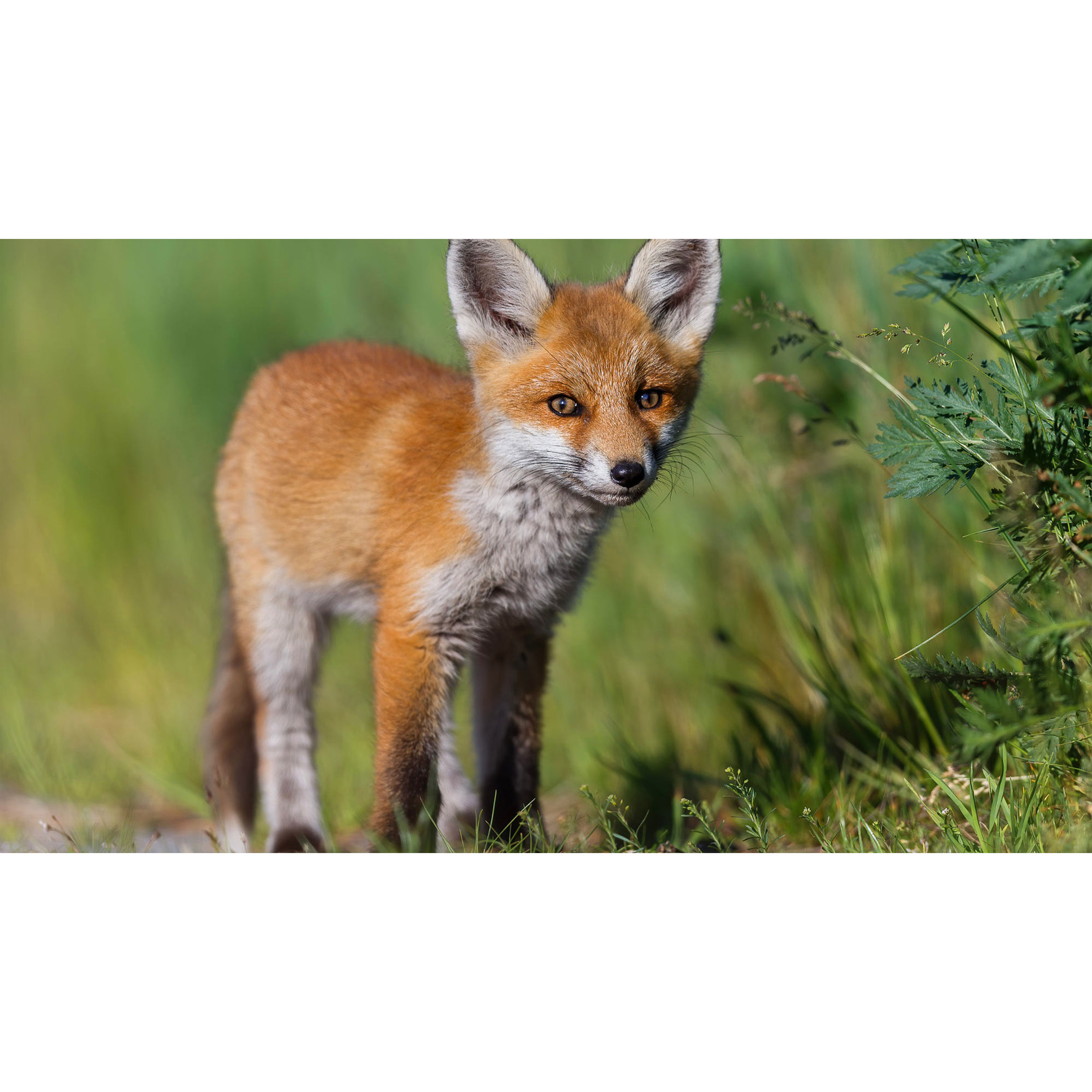 تابلو شاسی طرح روباه مدل T8020