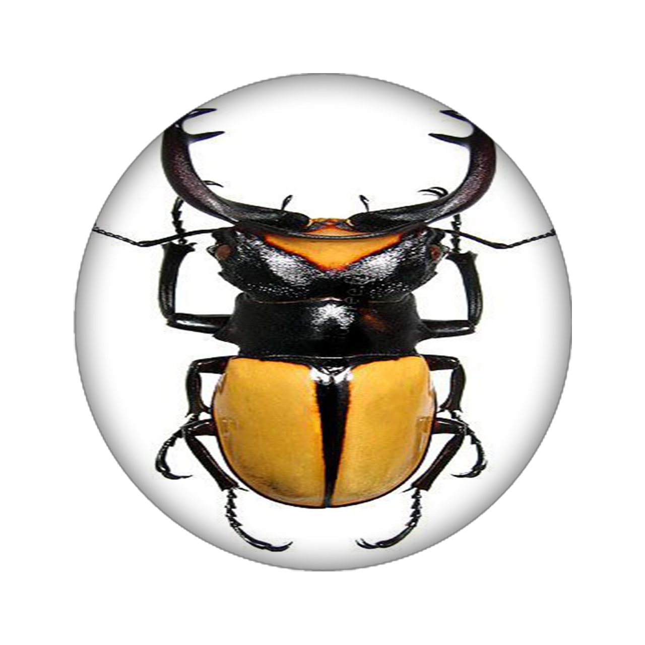 زیر لیوانی مدل سوسک کد 966