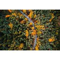 تابلو شاسی طرح جاده و درخت و جنگل مدل T1869