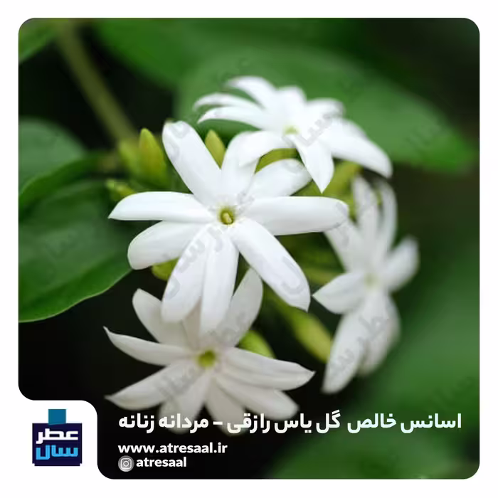 عطر یاس رازقی - گرید 2 - در حجم اسپری 5.5 میل ممتاز یا 4 میل رولی (عطر گل یاس رازقی) 