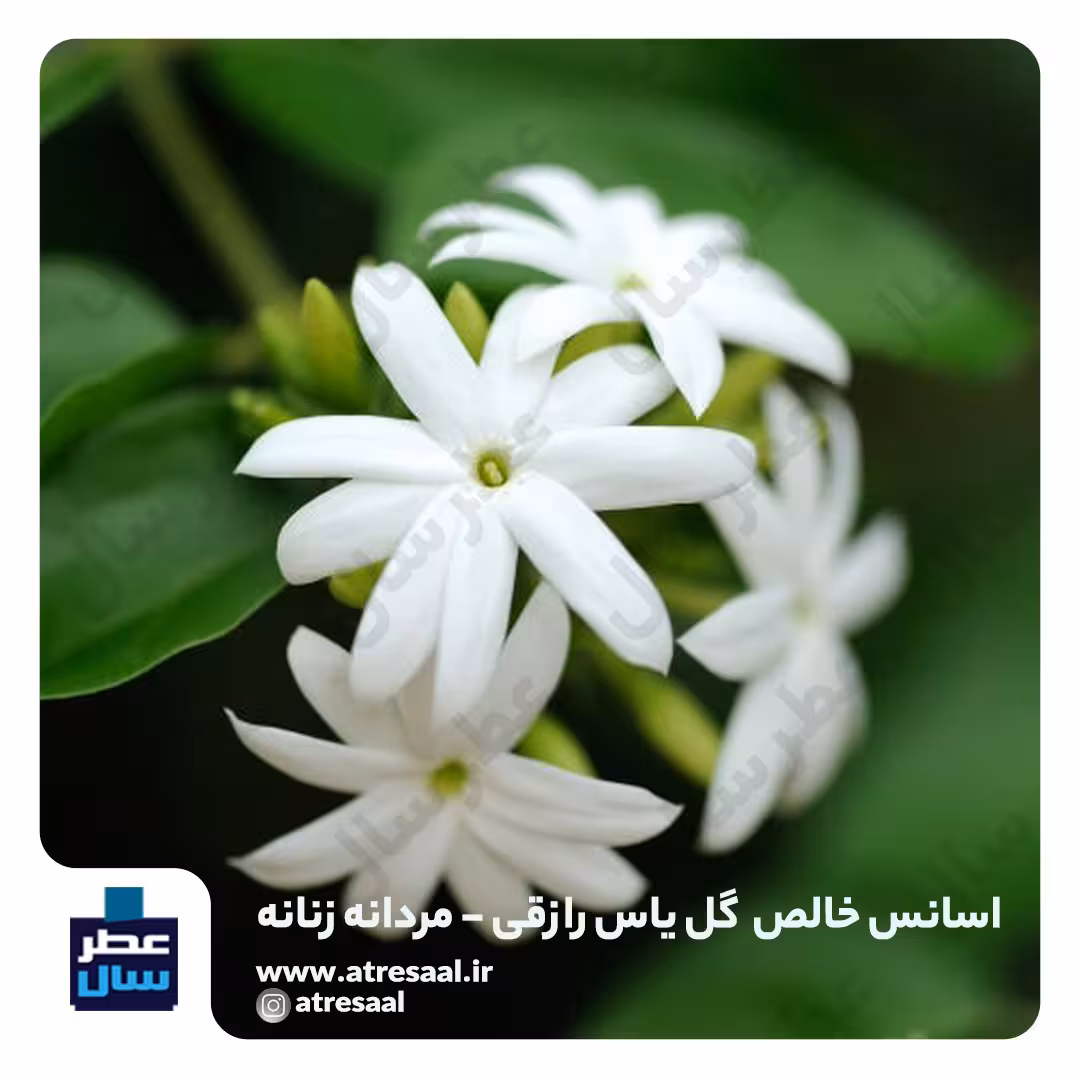 عطر یاس رازقی - گرید 2 - در حجم اسپری 5.5 میل ممتاز یا 4 میل رولی (عطر گل یاس رازقی) 