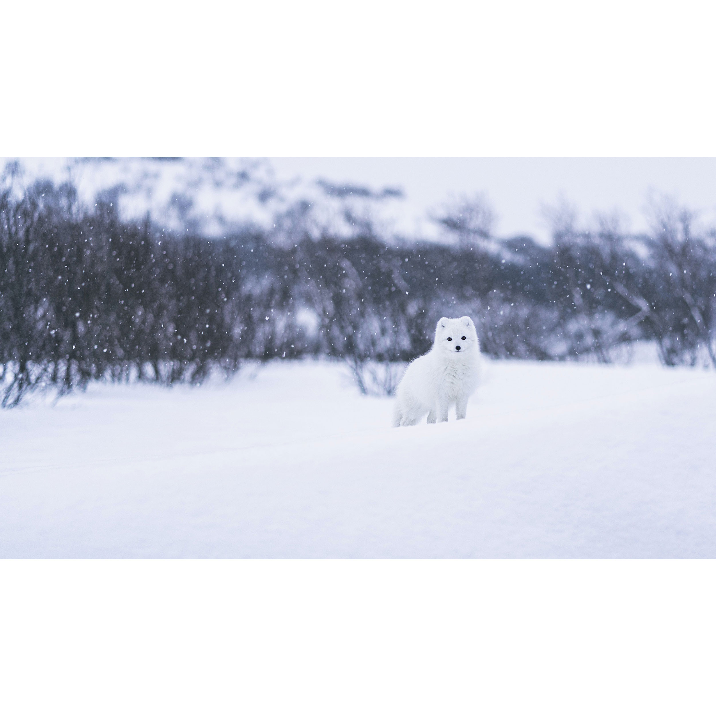تابلو شاسی طرح روباه در برف مدل T7911