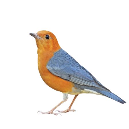 خرید و دانلود عکس Animals-Part-3 - کیفیت بالا | پیک فاکس | Pic Fox