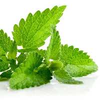 نعناع      500   گرم