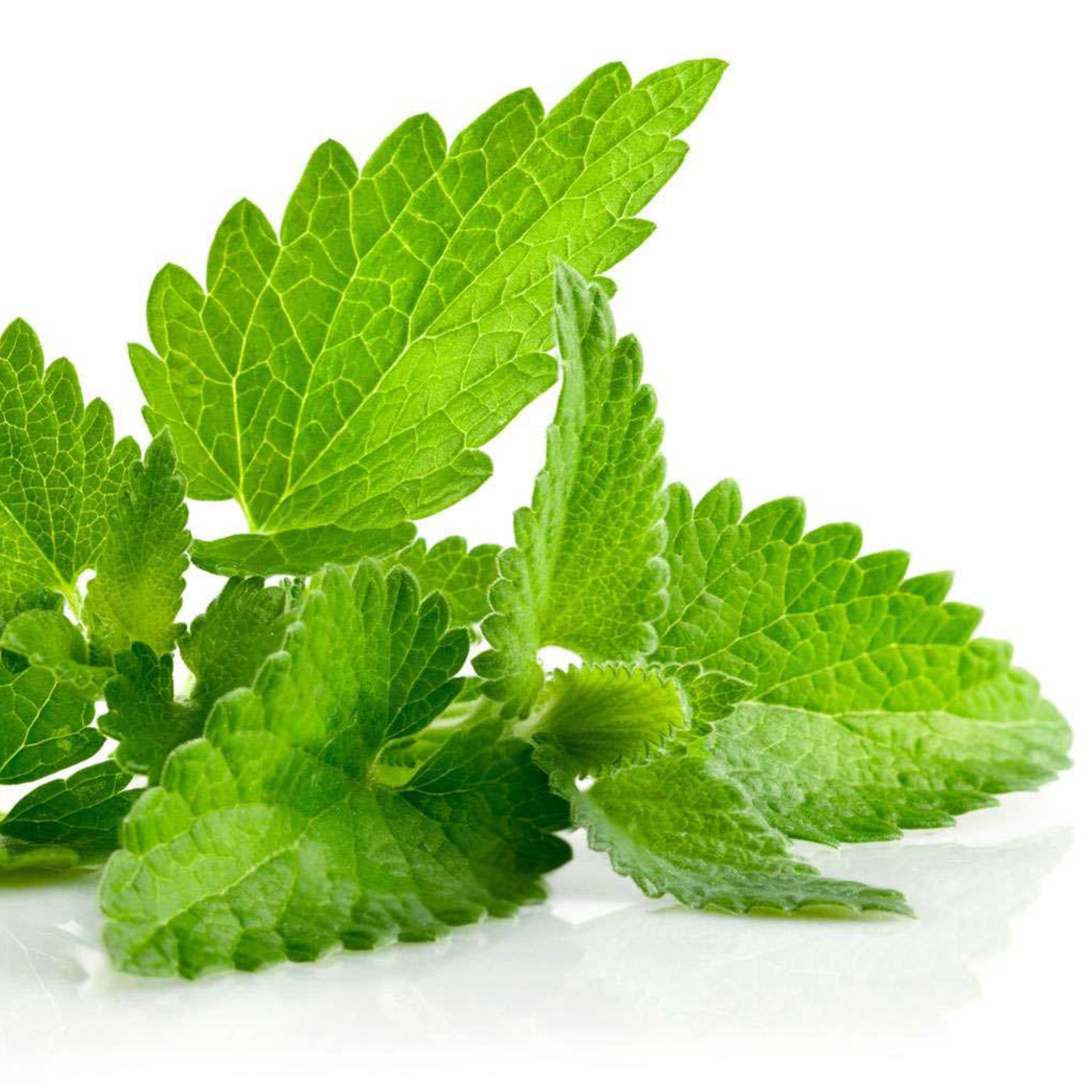 نعناع      500   گرم