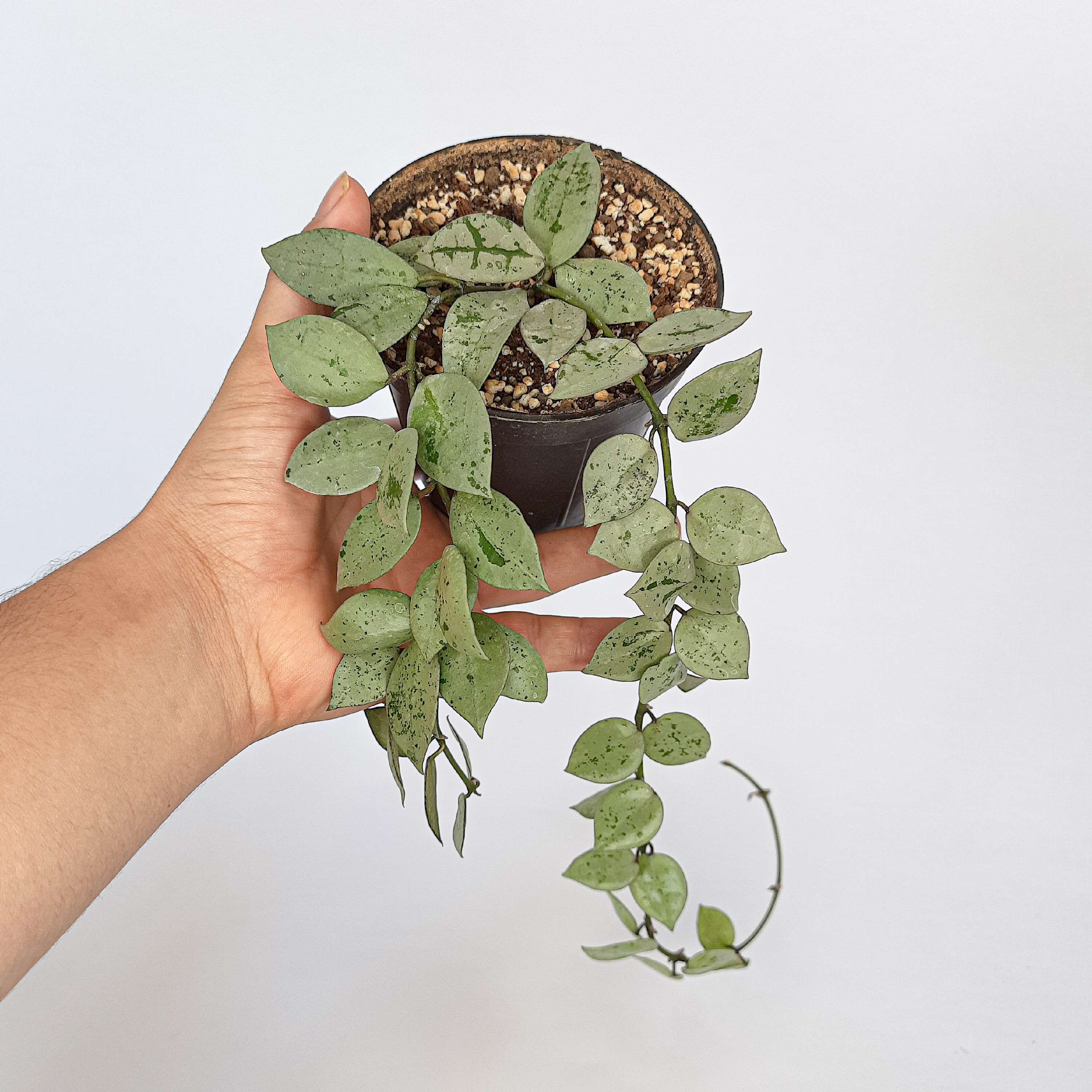 هویا کروهنیانا سیلور اسکیمو  گلدون 11 سانتی   (یکی یدونه)