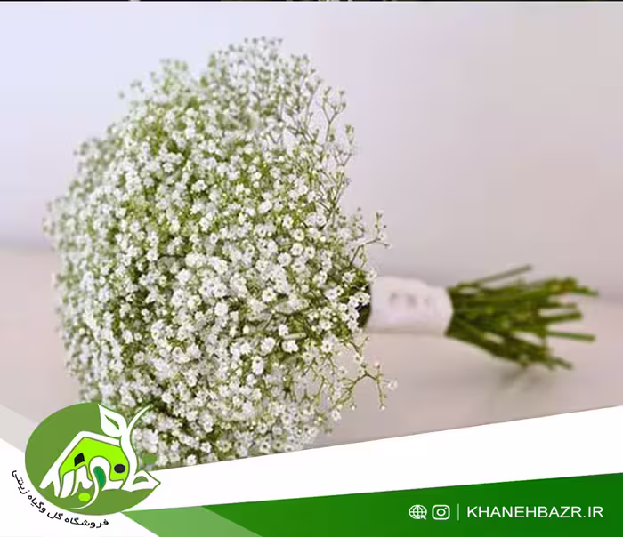بذر گل عروس سفید - خانه بذر | فروشگاه بذر وارداتی گل و گیاه زینتی 1404