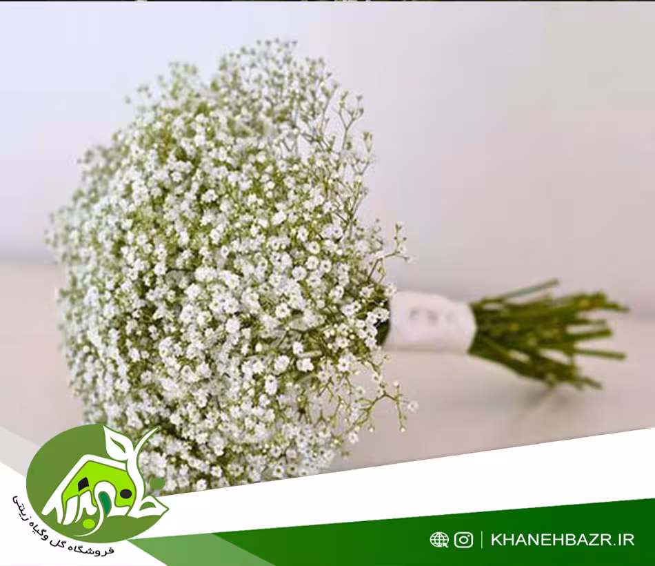 بذر گل عروس سفید - خانه بذر | فروشگاه بذر وارداتی گل و گیاه زینتی 1404