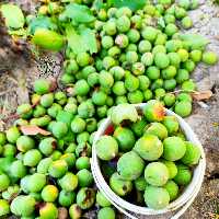 گردو سبز  5 کیلو گرمی مخصوص تازه خوردن