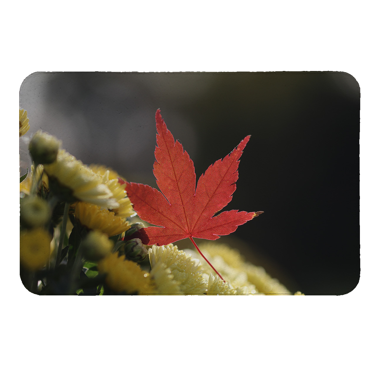 رطوبت گیر کنار سینک کد 5608