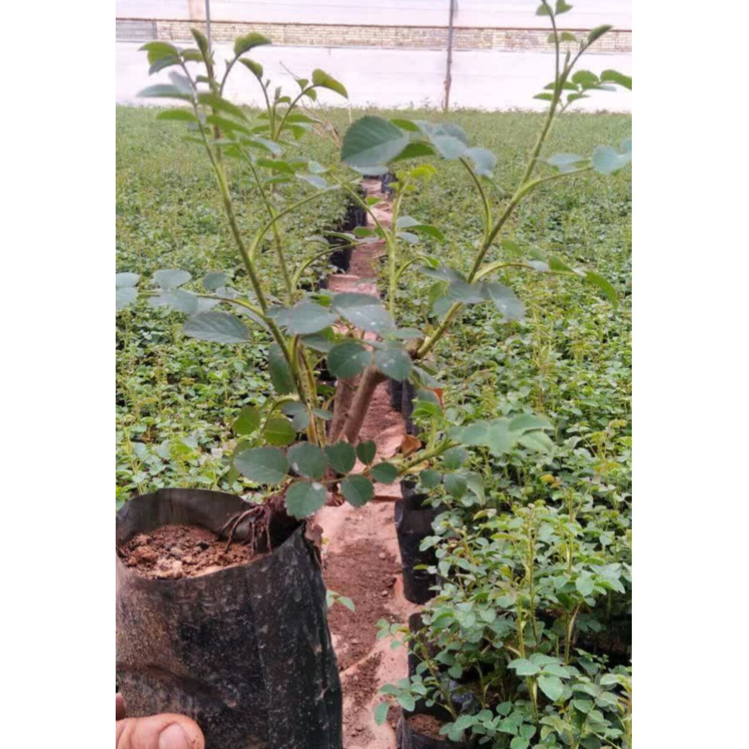 نهال گل محمدی