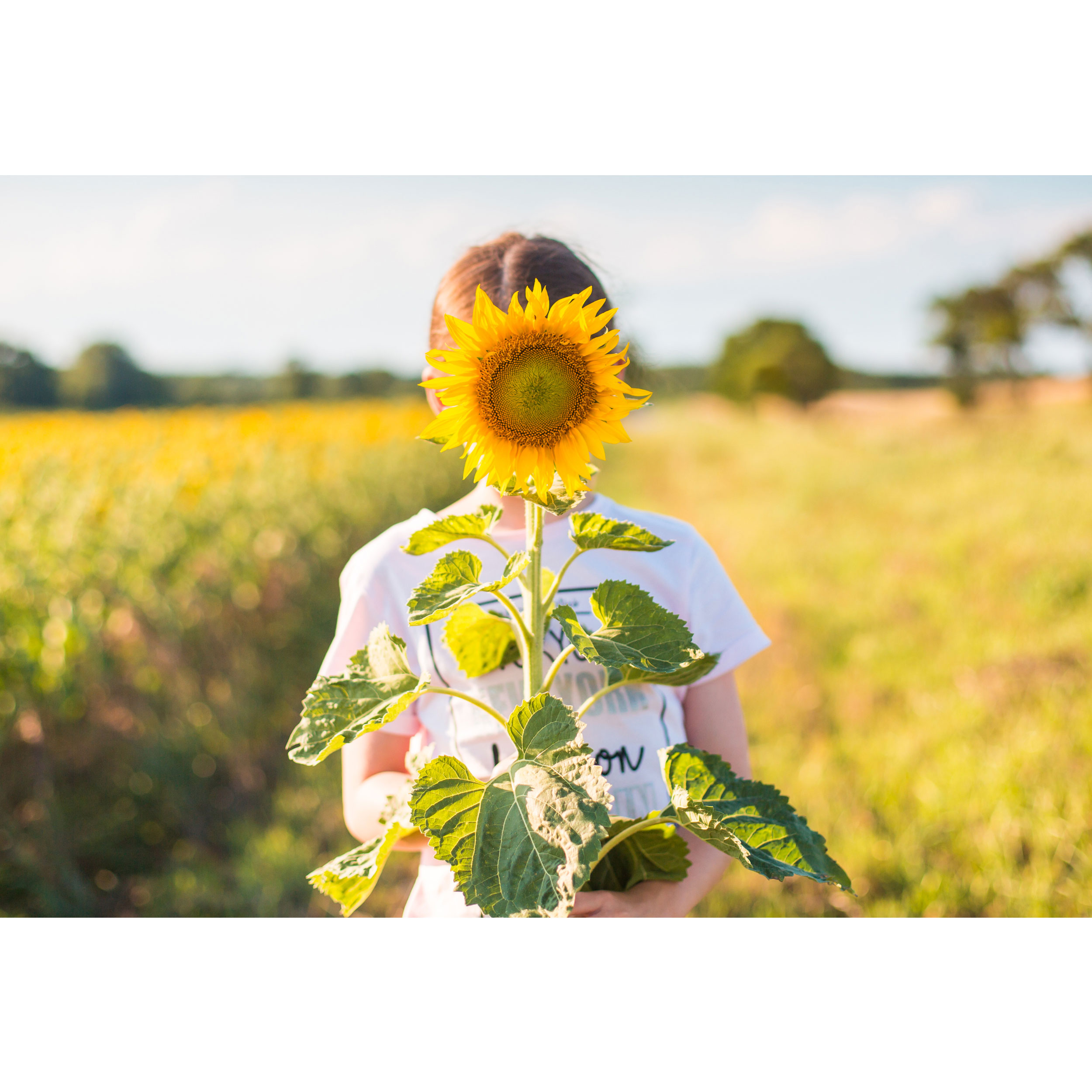 تابلو شاسی طرح دختر و مزرعه گل آفتابگردان مدل T1809