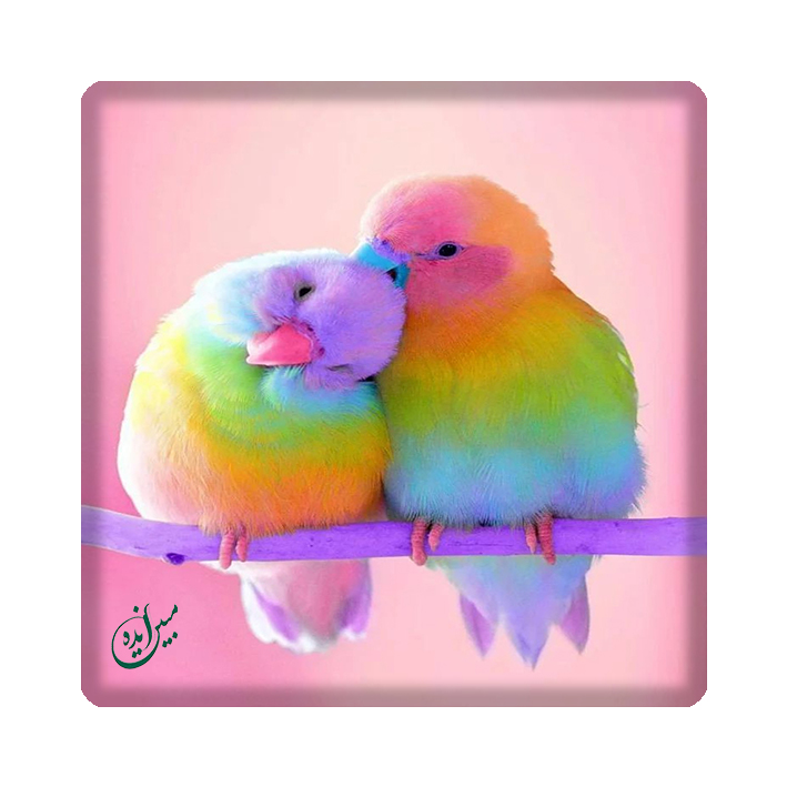 کاشی مبین ایده مدل جوجو kh10 کد 1656