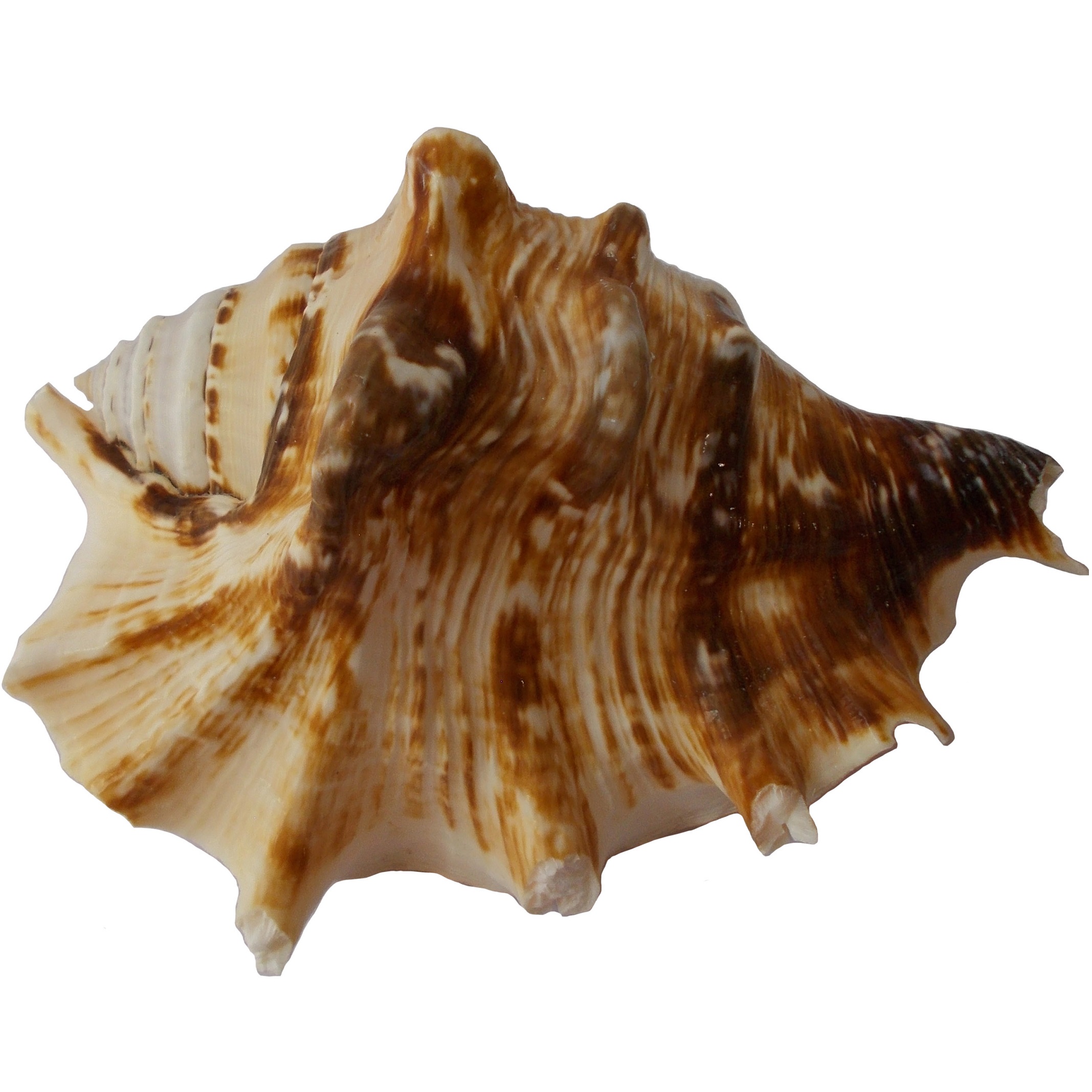 صدف تزیینی مدل RS526