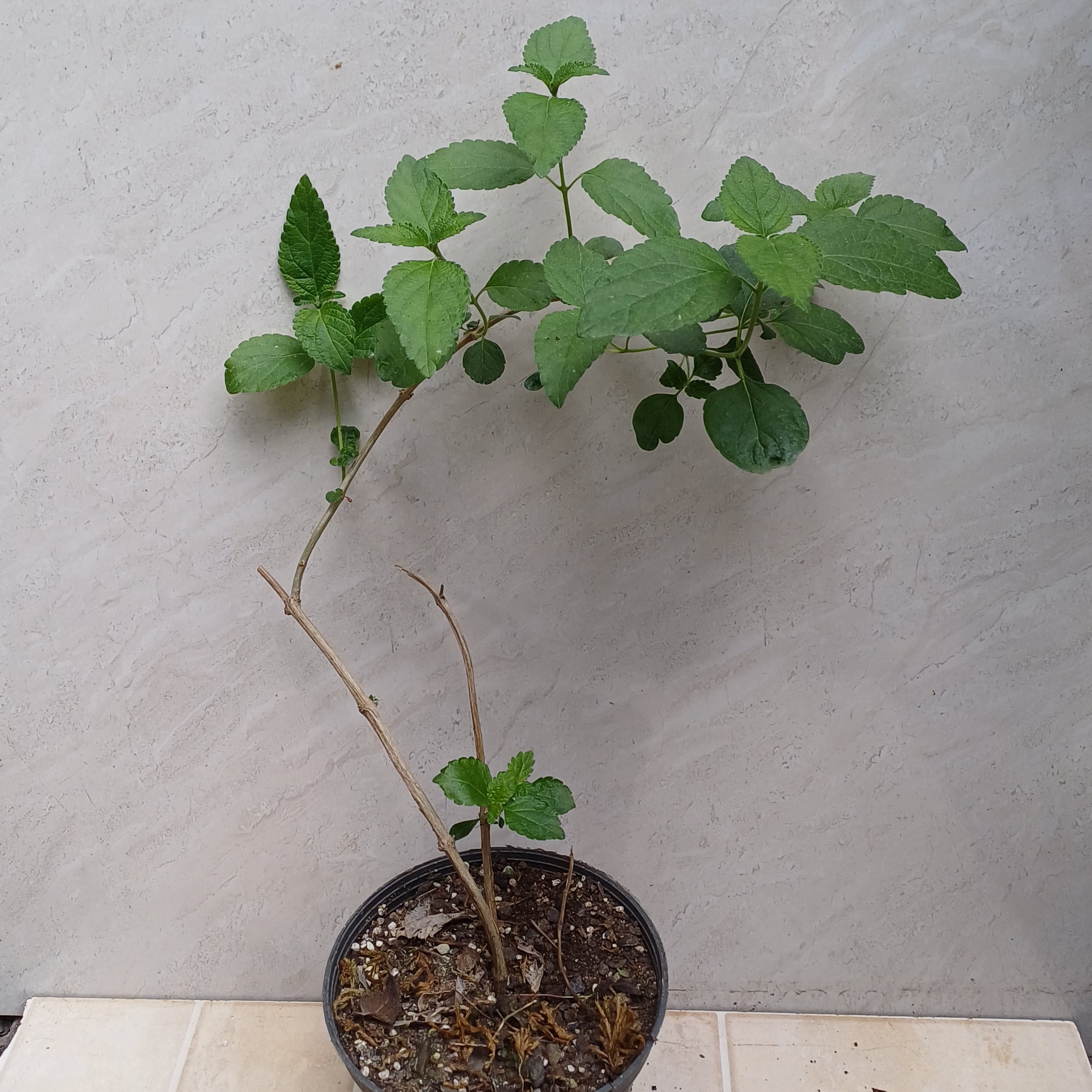 گل شاهپسند زیبا و خوش رنگ (هزینه ارسال بر عهده مشتری محترم)