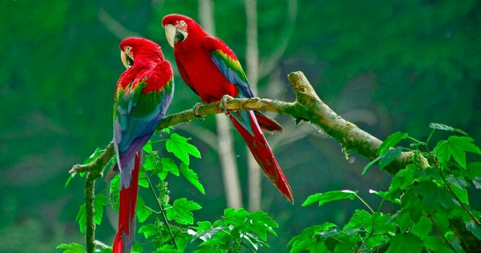 مجموعه ست زیبا و کمیاب 500 تصویر منظره و طبیعت