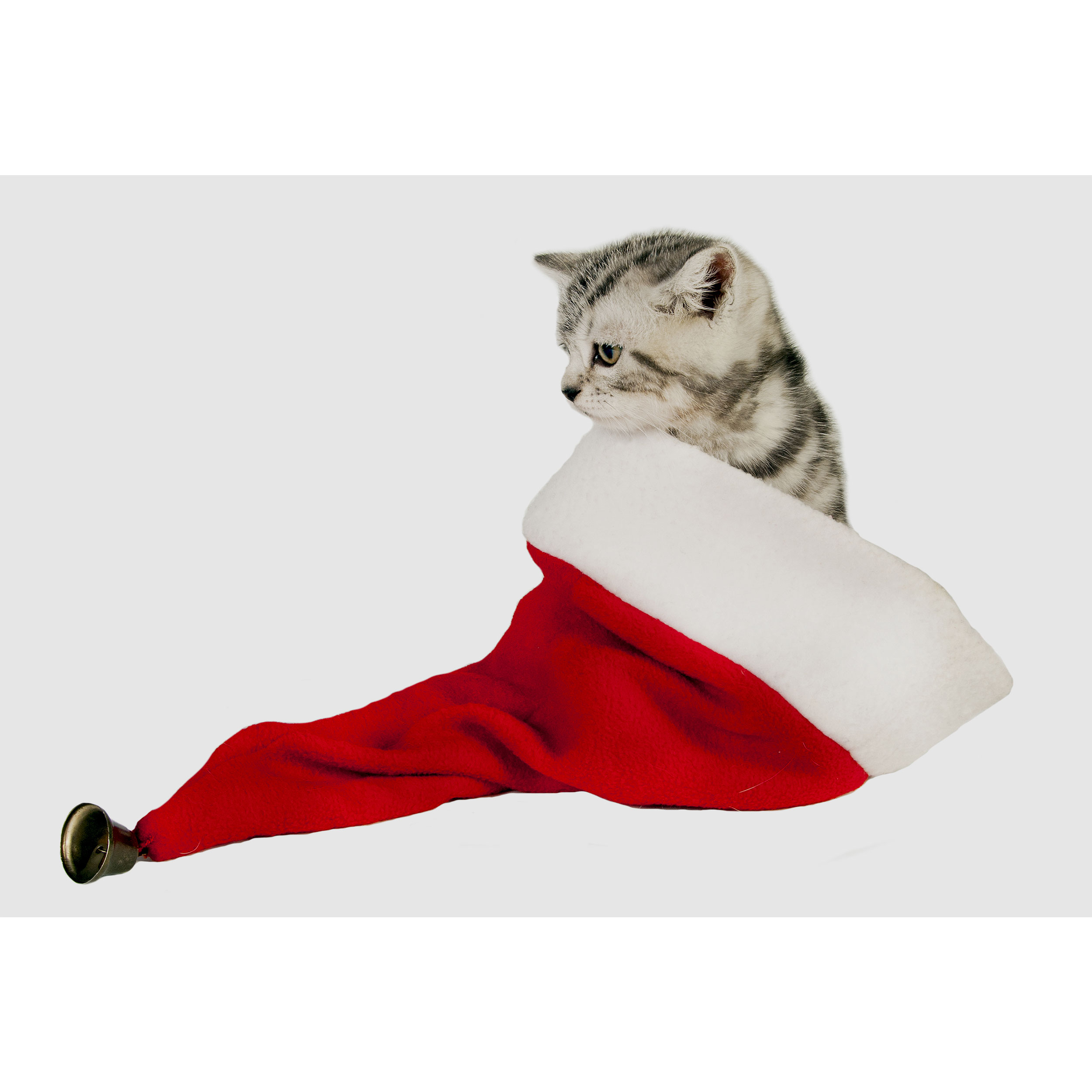 تابلو شاسی طرح گربه مدل T2219