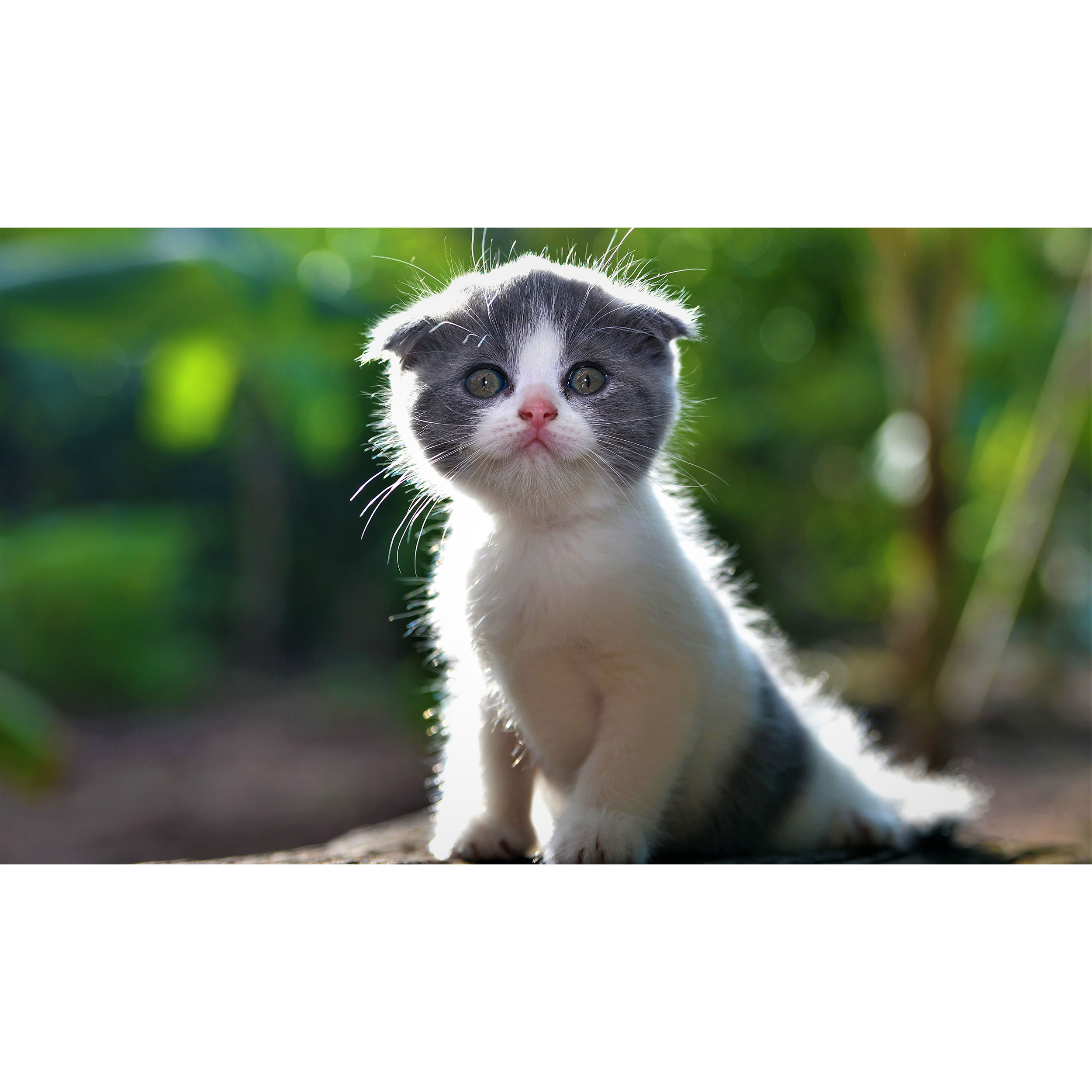 تابلو شاسی طرح گربه مدل T7726