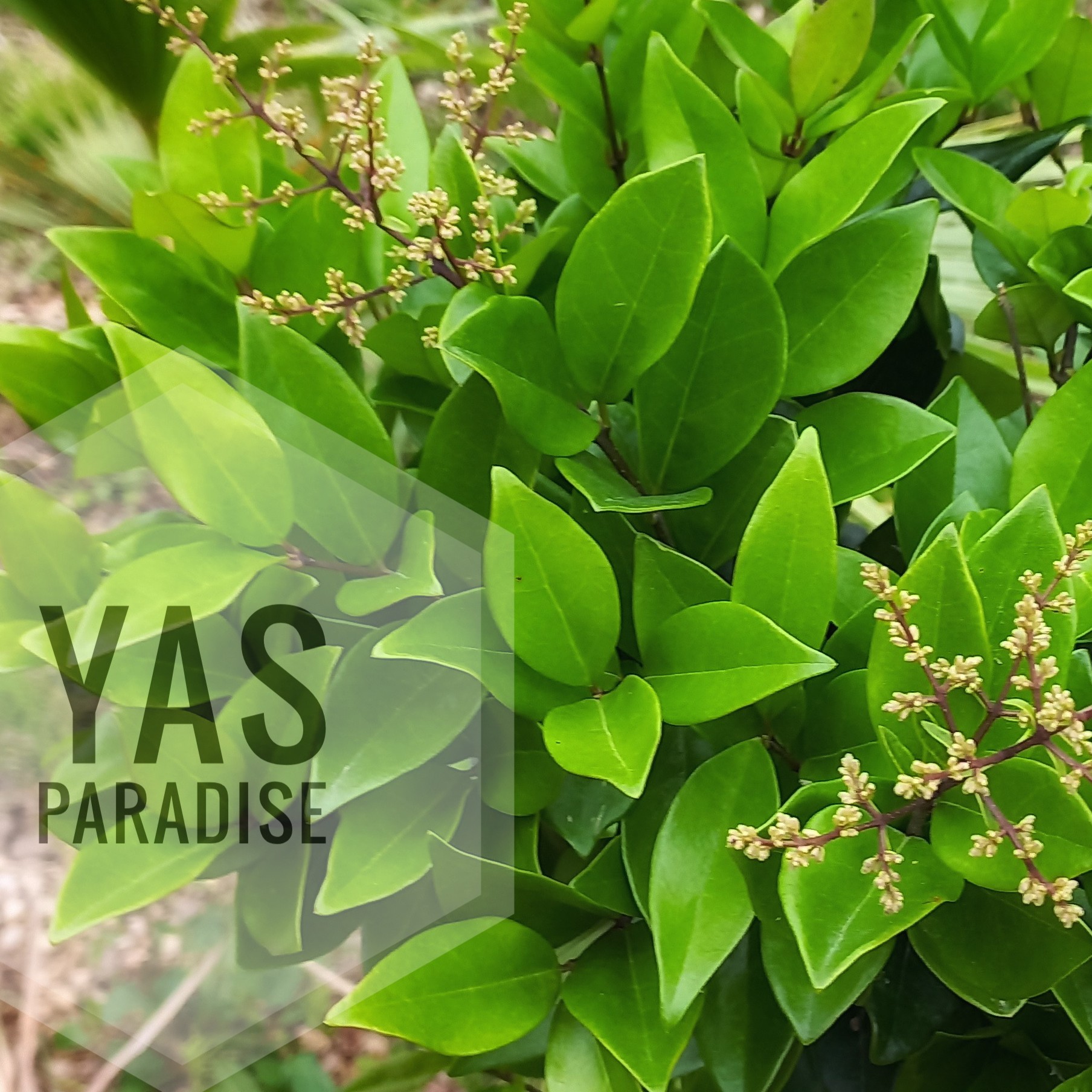 گیاه یاس هلندی دو ساله  ارتفاع میانگین 1 متر گل داده با گلدان دلخواه و خاک اعلا