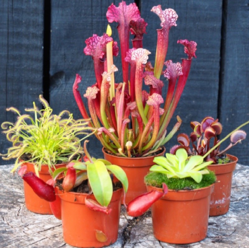 کود تقویتی مخصوص گیاهان گوشت خوار ظرافت