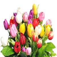 خرید و دانلود عکس Flower-Part-2 کد 17732 | پیک فاکس | Pic Fox