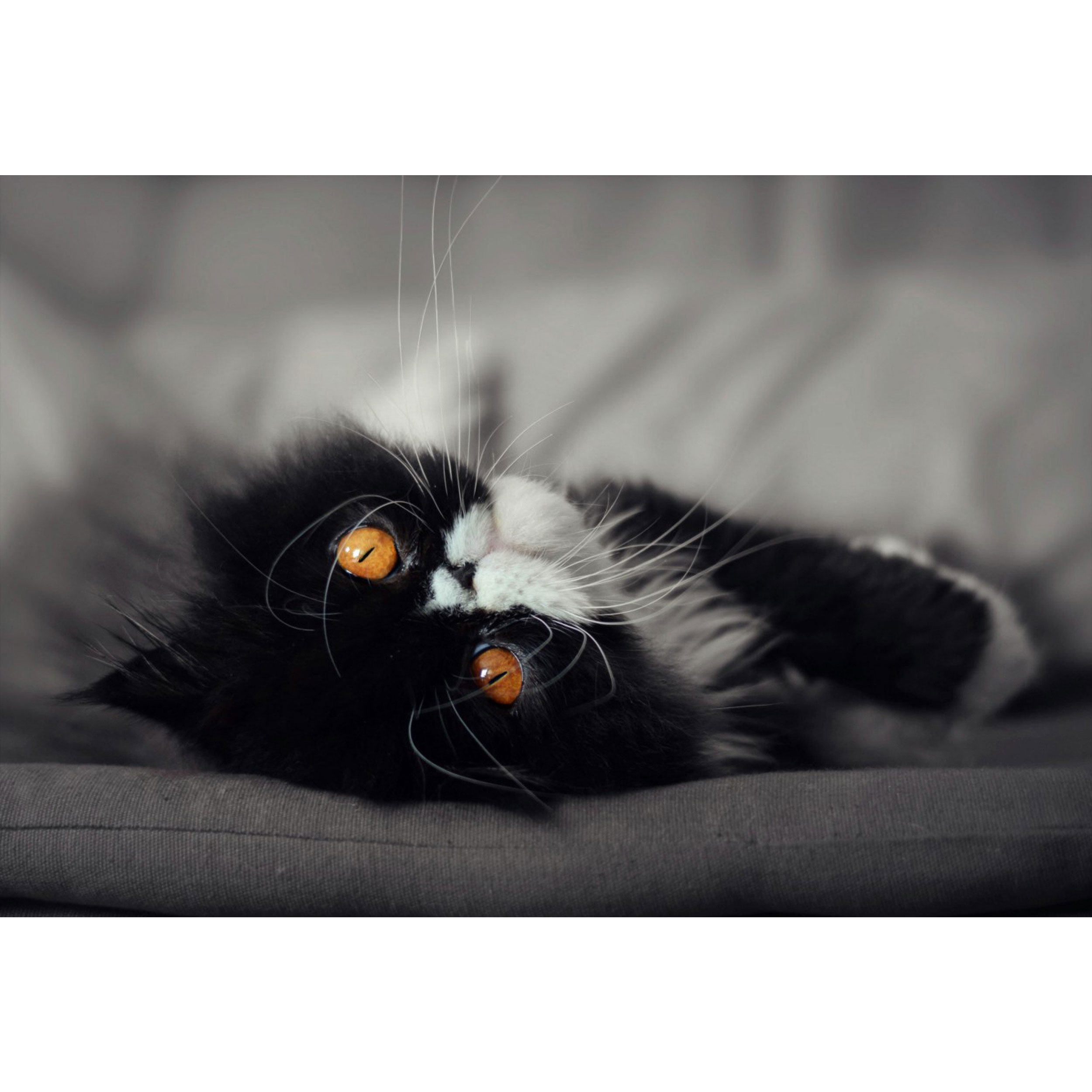 تابلو شاسی مدل طرح گربه مدل T1498