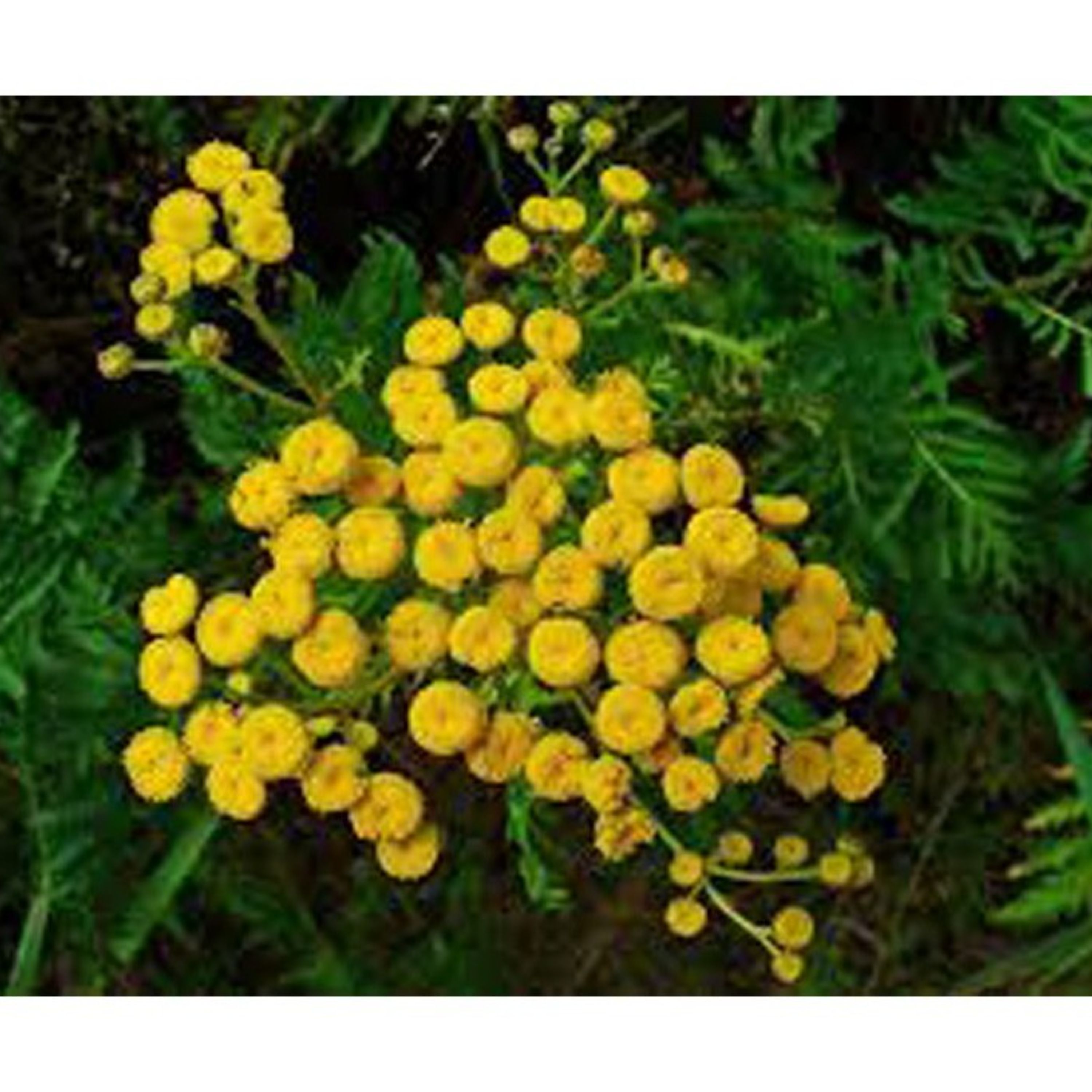 عرق شاه اسپرم