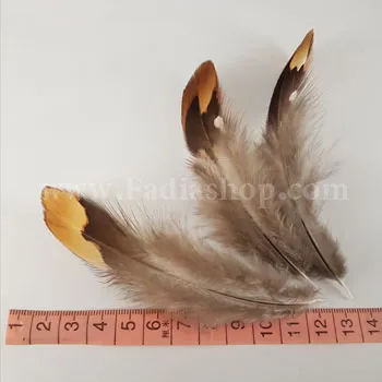 پر عقاب متوسط