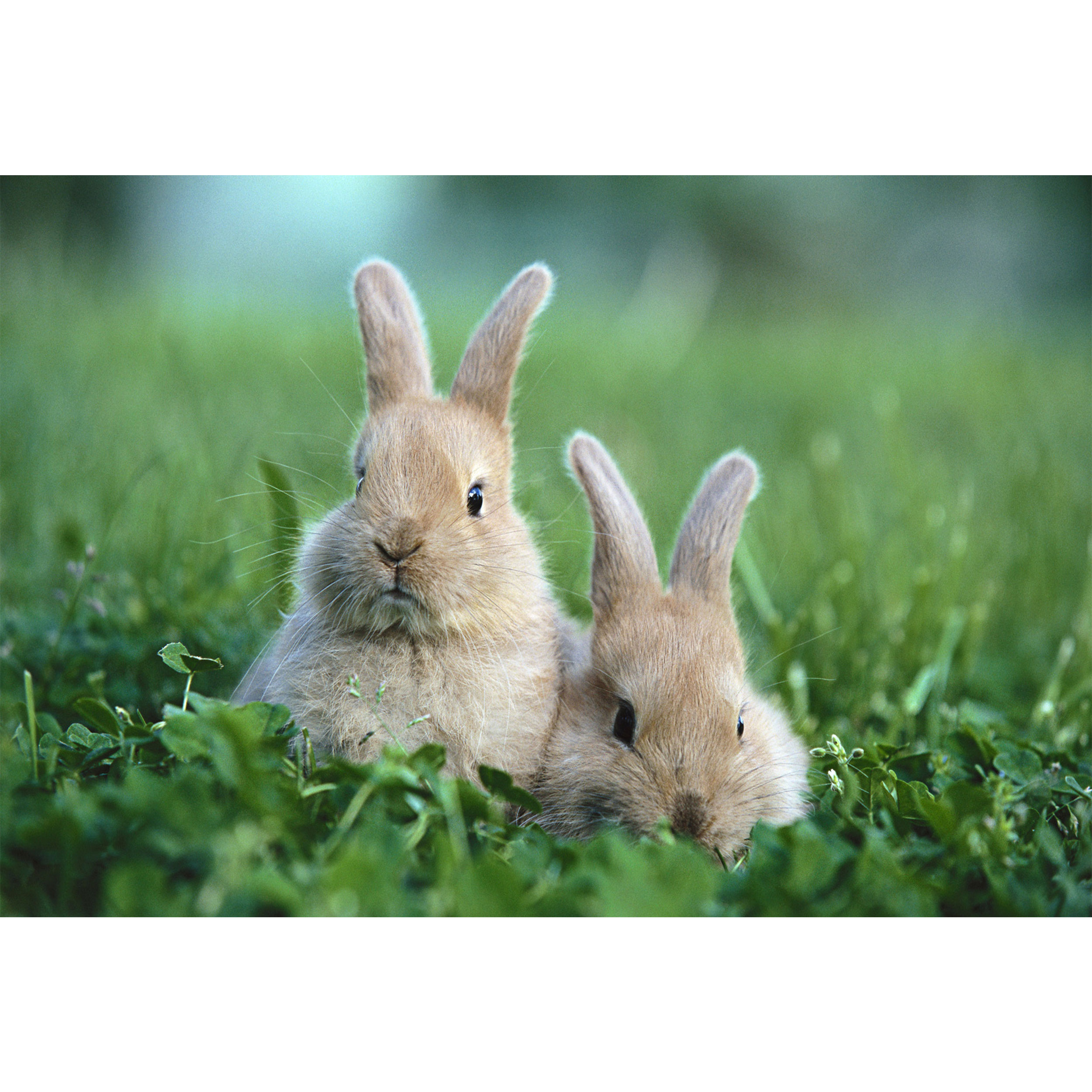 تابلو شاسی طرح سبزه و خرگوش مدل T7121