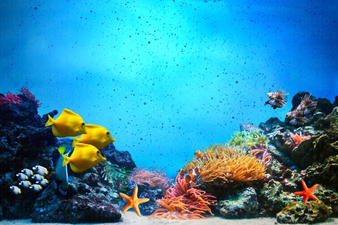 خرید و دانلود عکس Sea fish کد 42645 | پیک فاکس | Pic Fox