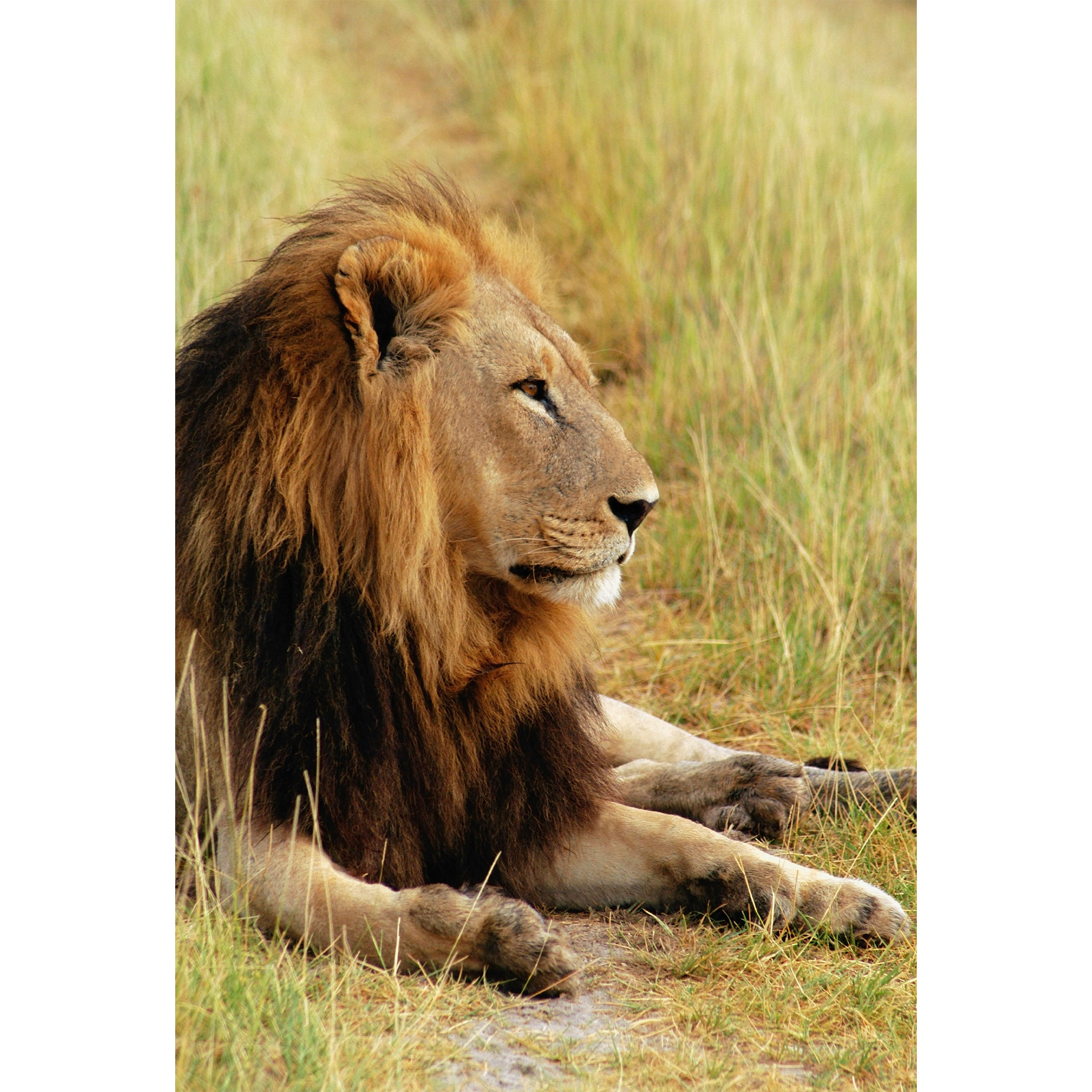 تابلو شاسی طرح شیر مدل T1975